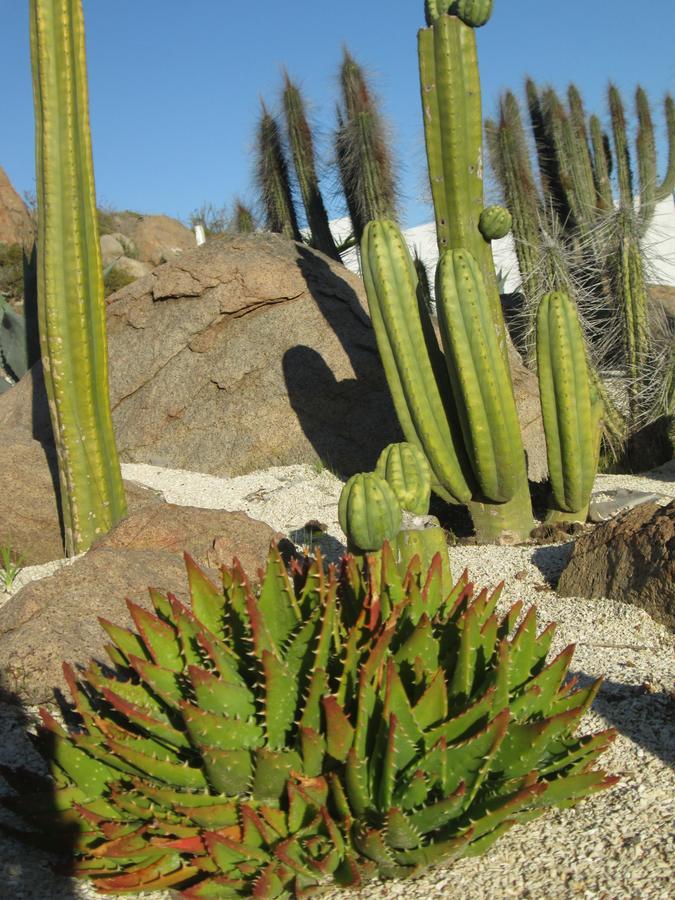 Vila Cabana Ecologica Trotamundos Coquimbo Exteriér fotografie